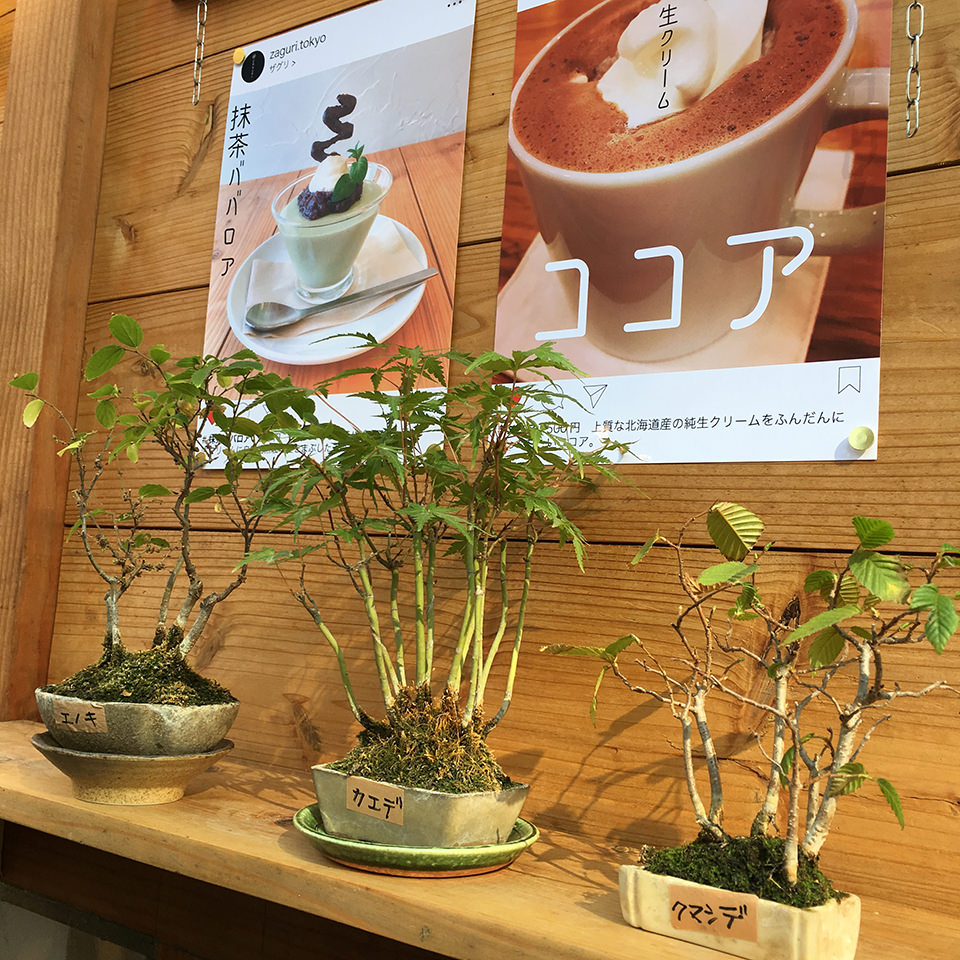 阿佐ヶ谷カフェ「ザグリ」の盆栽