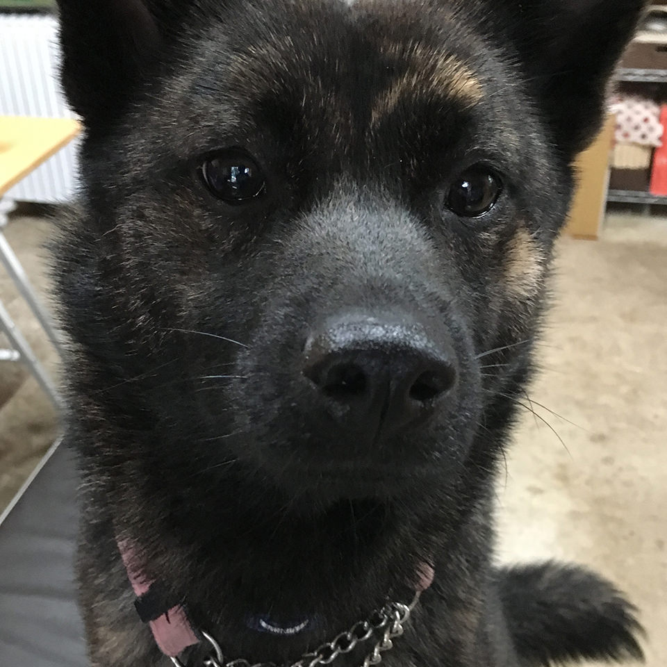 甲斐犬
