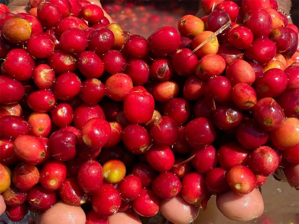 alocoffee