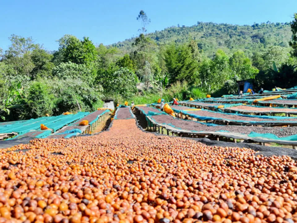 アフリカのコーヒー豆