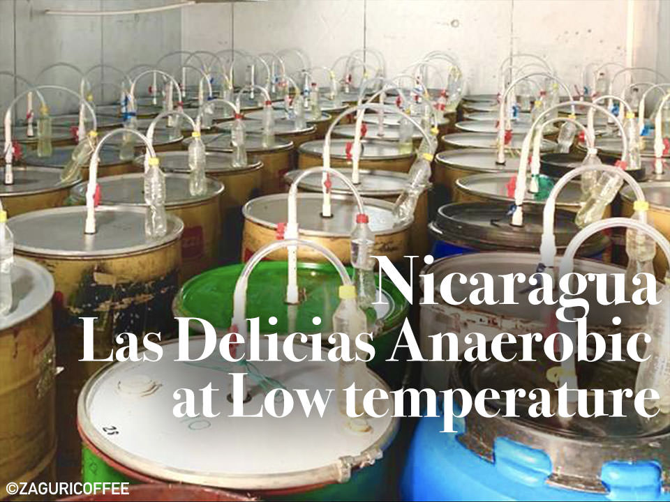 Las Delicias Anaerobic at Low temperature