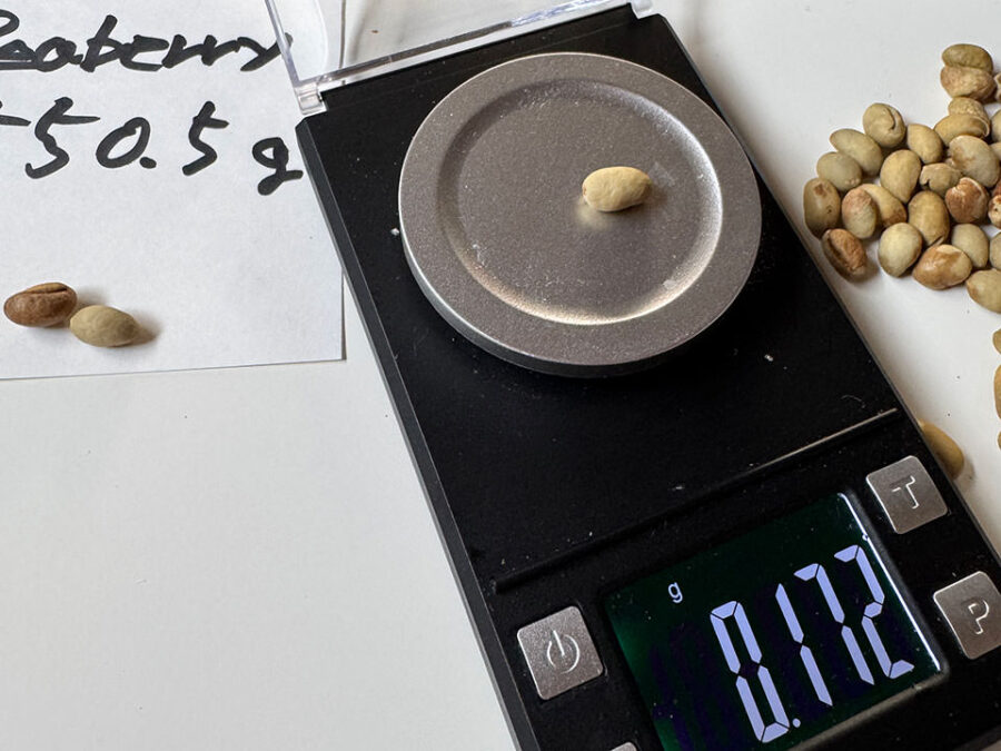 焙煎初期〜水抜き