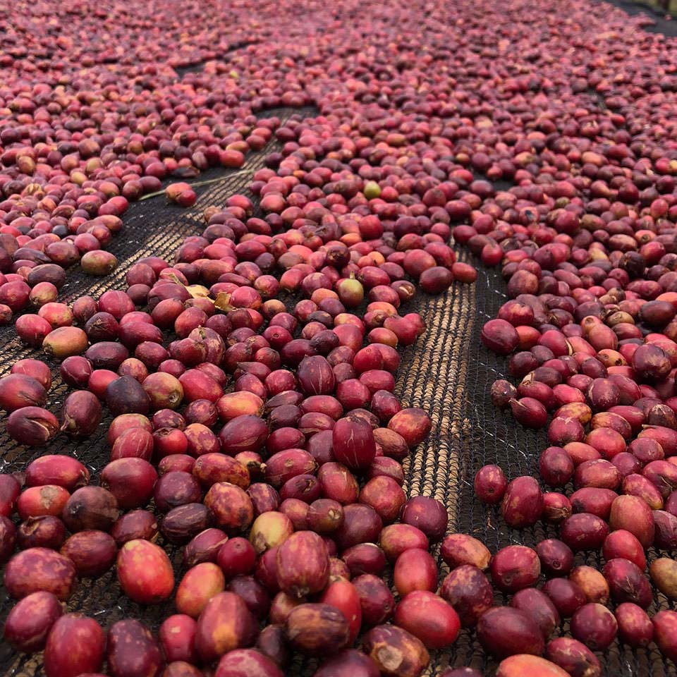 エチオピアG1ナチュラル