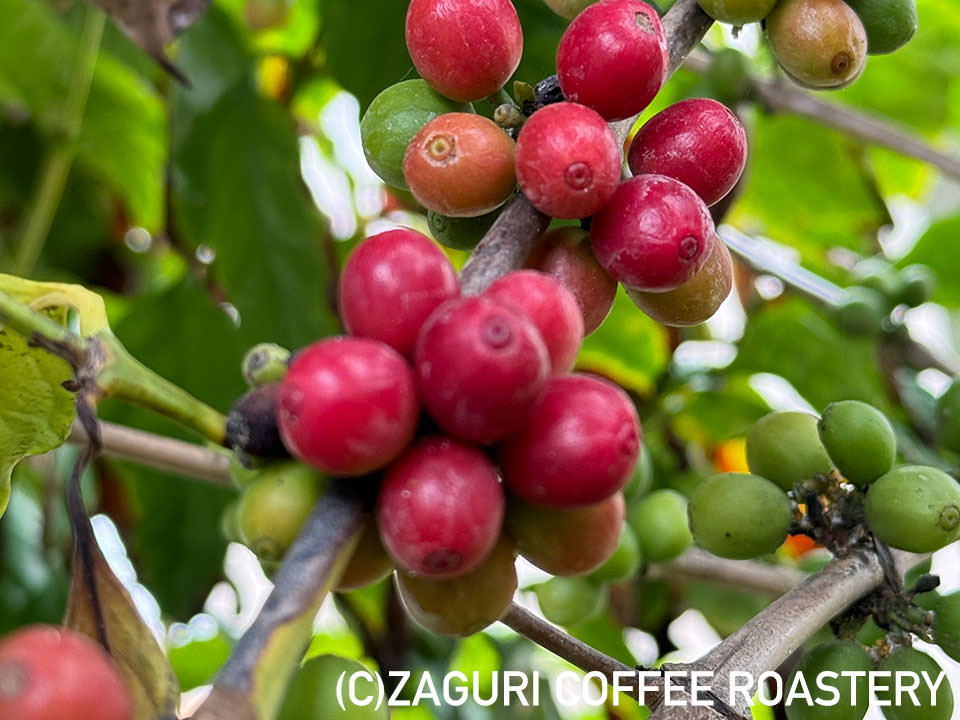 コーヒーチェリー