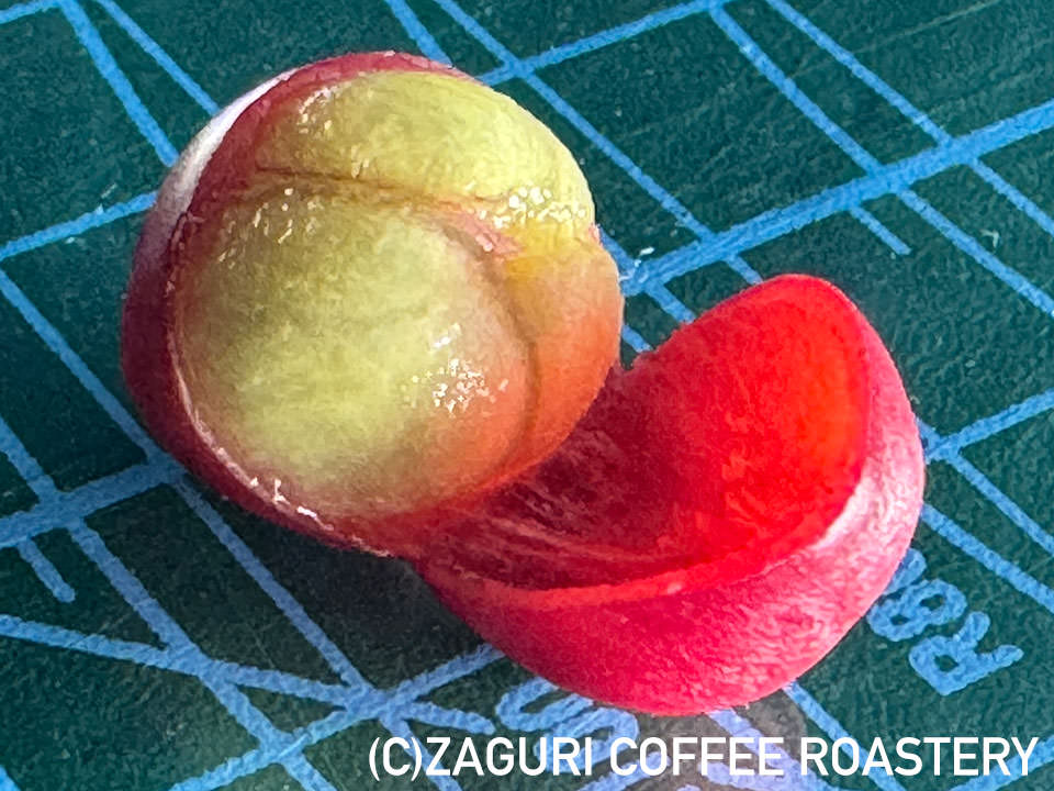 コーヒーチェリー