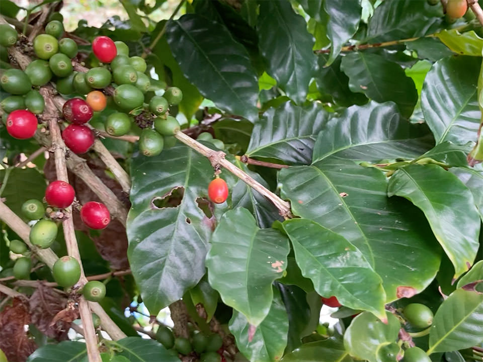 奄美大島のコーヒー
