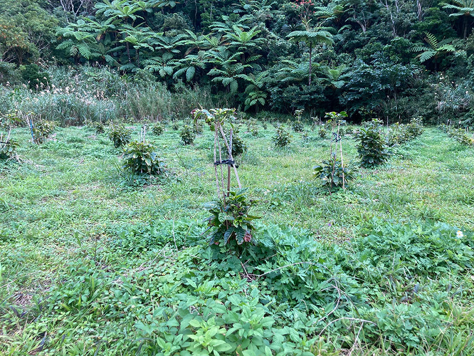 奄美大島のコーヒー