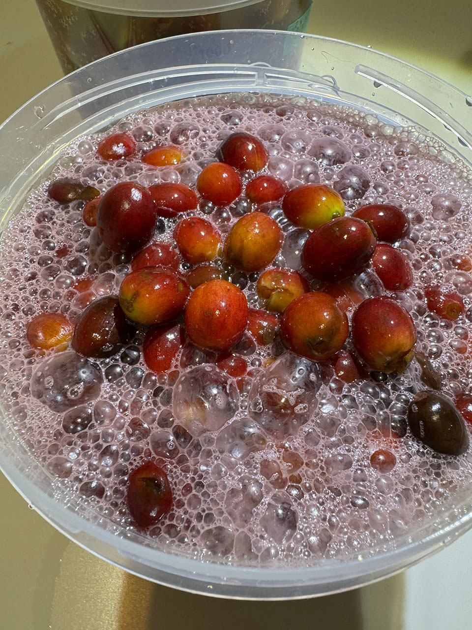 赤ワイン酵母発酵