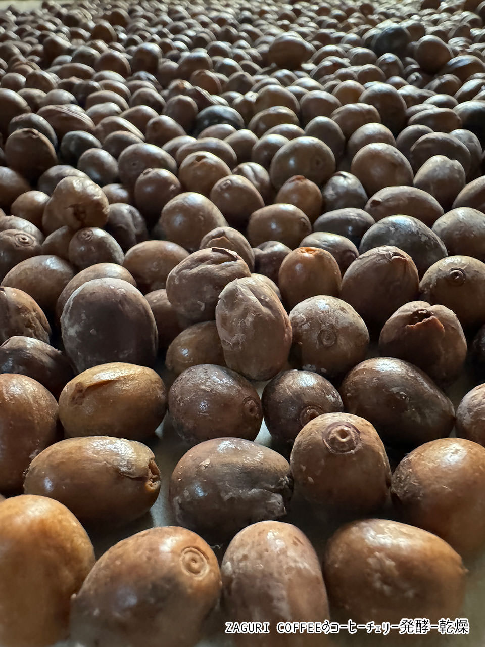珈琲チェリー発酵から乾燥