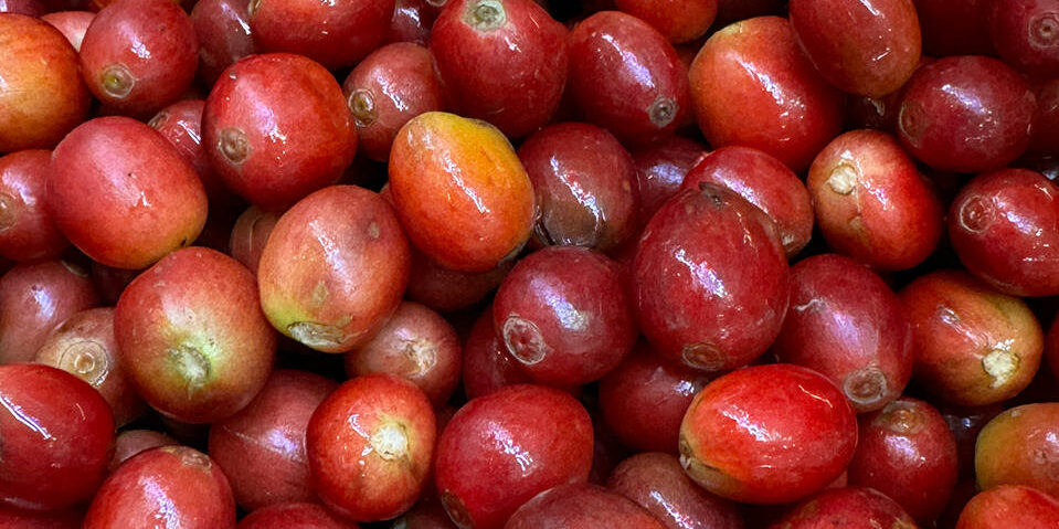 奄美大島の珈琲チェリー