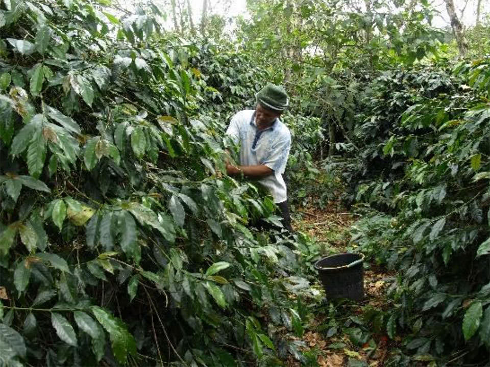 マンデリンミトラ