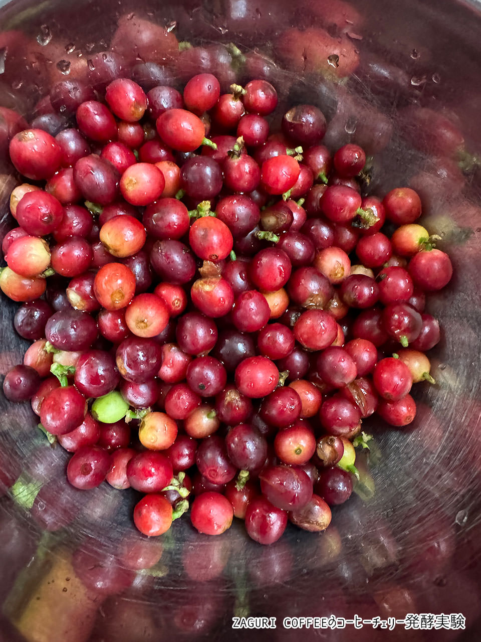 コーヒーチェリー