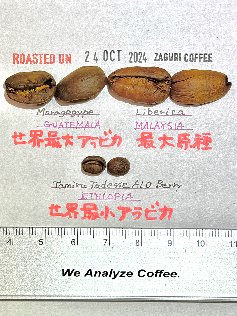 マラゴジッペ、リベリカとの大きさ比較