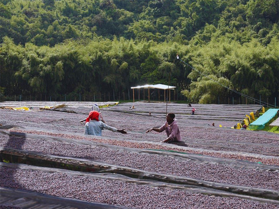 タミルタデッセ