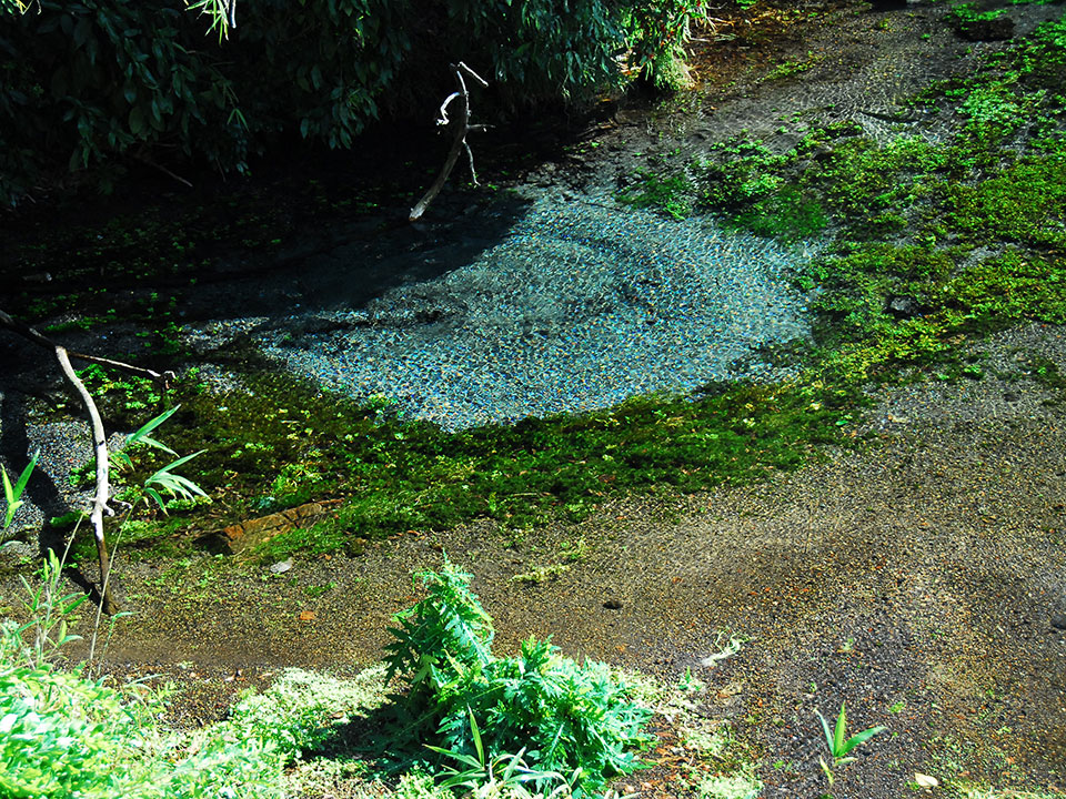 柿田川湧水群